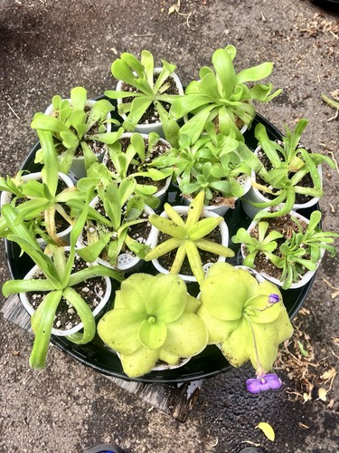 Pinguicula butterwort - pinguicula,