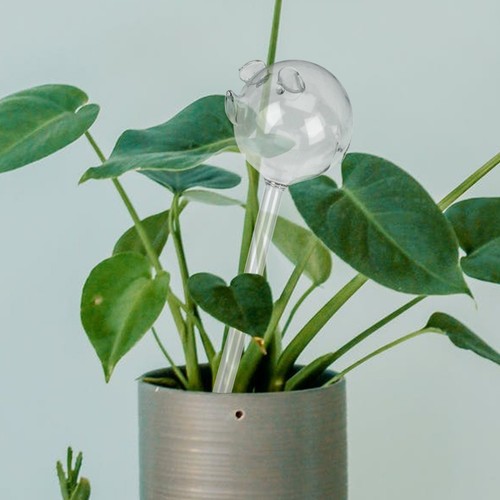 Glass self watering device - glass,